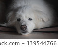 Living with an elderly dog 139544766