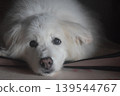 Living with an elderly dog 139544767