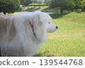 Living with an elderly dog 139544768