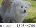 Living with an elderly dog 139544769