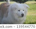 Living with an elderly dog 139544770