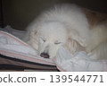 Living with an elderly dog 139544771