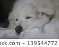 Living with an elderly dog 139544772