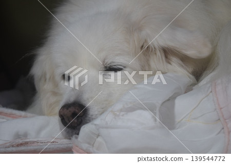 Living with an elderly dog Living with an elderly dog 139544772
