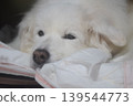 Living with an elderly dog 139544773