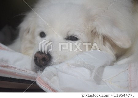 Living with an elderly dog Living with an elderly dog 139544773