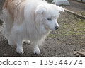 Living with an elderly dog 139544774
