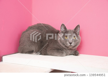 A Chartreux cat sitting against a pink background. 139544951