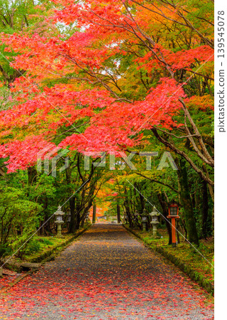 京都大原野神社：秋葉絢麗多彩，形成一條隧道，一條筆直的鵝卵石小路通往神社。 139545078