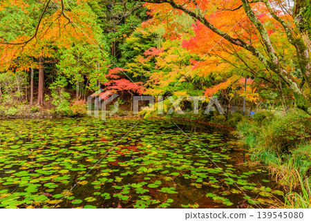 Kyoto's Oharano Shrine: The vibrant autumn colors are woven together by the vivid autumn leaves and water lily leaves floating on the pond. Kyoto's Oharano Shrine: The vibrant autumn colors are woven together by the vivid autumn leaves and water lily leaves floating on the pond. 139545080