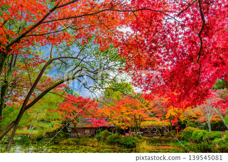 Kyoto, Oharano Shrine: A scene of vibrant autumn leaves overlooking Koizawa Pond and a teahouse. Kyoto, Oharano Shrine: A scene of vibrant autumn leaves overlooking Koizawa Pond and a teahouse. 139545081