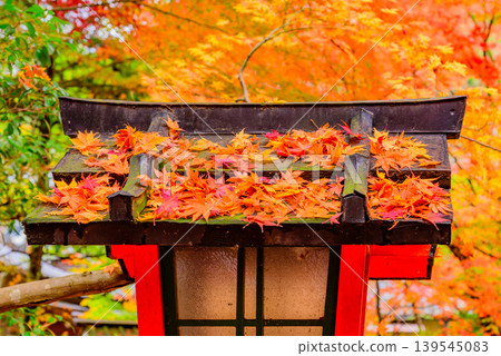 京都大原野神社:五彩繽紛的秋葉堆積在木製燈籠的屋頂上,構成了一幅傳統的日本景象。 京都大原野神社:五彩繽紛的秋葉堆積在木製燈籠的屋頂上,構成了一幅傳統的日本景象。 139545083