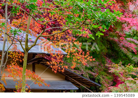京都大原野神社:秋日景色,充分利用了傳統神社屋頂和色彩鮮豔的秋葉的散景效果。 京都大原野神社:秋日景色,充分利用了傳統神社屋頂和色彩鮮豔的秋葉的散景效果。 139545089