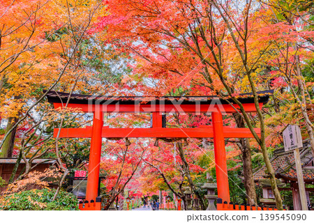 京都大原野神社:鳥居和通往神社的道路被絢麗的秋葉隧道所環繞。 京都大原野神社:鳥居和通往神社的道路被絢麗的秋葉隧道所環繞。 139545090