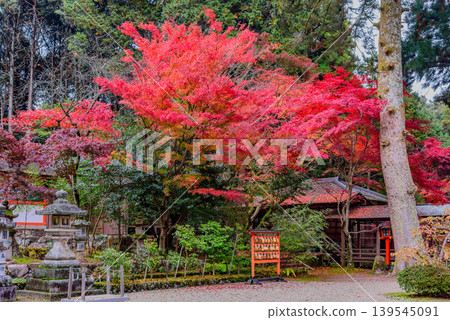京都大原野神社:繪馬(祈願牌)排列在絢麗的秋葉下,展現了神社的秋日景色。 京都大原野神社:繪馬(祈願牌)排列在絢麗的秋葉下,展現了神社的秋日景色。 139545091