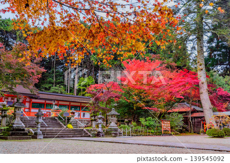 京都大原野神社：神社庭院、正殿和廣場被絢麗的秋葉環繞，景色宜人。 139545092