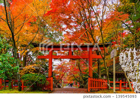 京都大原野神社:鳥居和通往神社的道路被絢麗的秋葉隧道所環繞。 京都大原野神社:鳥居和通往神社的道路被絢麗的秋葉隧道所環繞。 139545093