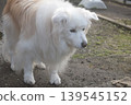 Living with an elderly dog 139545152