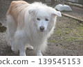 Living with an elderly dog 139545153