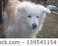Living with an elderly dog 139545154