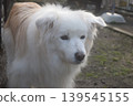 Living with an elderly dog 139545155