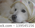 Living with an elderly dog 139545156
