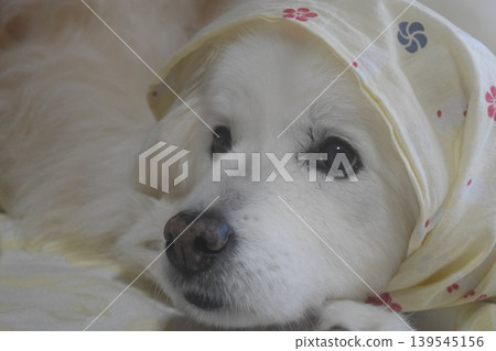 Living with an elderly dog 139545156