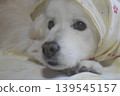 Living with an elderly dog 139545157