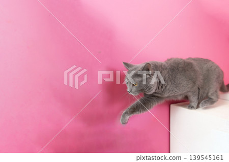 Pink bag and Chartreux Pink bag and Chartreux 139545161