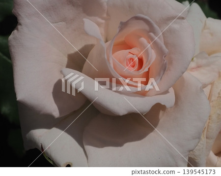 Roses - Bridal Pink Roses - Bridal Pink 139545173