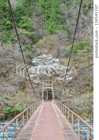 A photograph of an old suspension bridge spanning the clear waters of the Nagara River, with cherry blossoms beyond. [Gujō City, Gifu Prefecture, Japan] 139545197