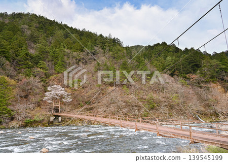 A photograph of an old suspension bridge spanning the clear waters of the Nagara River, with cherry blossoms beyond. [Gujō City, Gifu Prefecture, Japan] 139545199