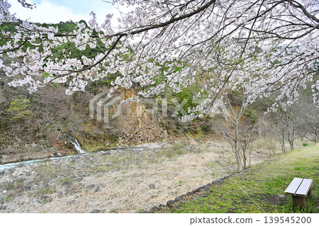 Image of cherry blossoms and benches along the clear waters of the Nagara River [Gujō, Gifu Prefecture, Japanese landscape] 139545200
