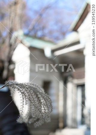 Retro Western-style house and pampas grass Retro Western-style house and pampas grass 139545230