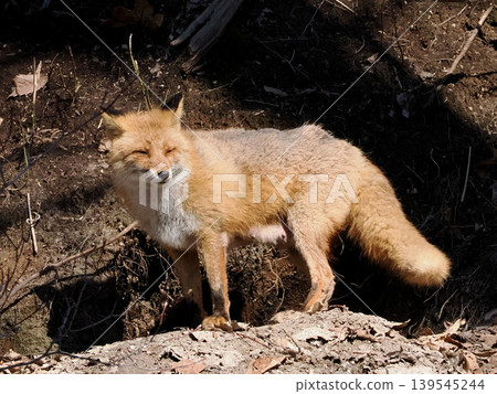 Red fox basking in the sun 139545244