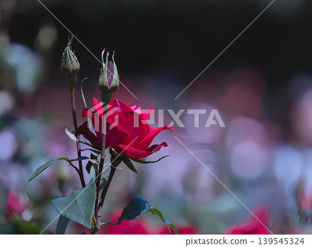 A red rose 139545324
