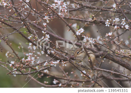 A squirrel eating a cherry plum that has just begun to bloom. A squirrel eating a cherry plum that has just begun to bloom. 139545331