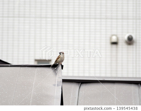 Sparrow on the roof Sparrow on the roof 139545438