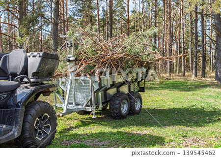 ATV with trailer loaded with tree branches in forest, forestry and land management concept 139545462