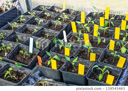Seedlings in pots thriving in a greenhouse setting, young plants for sale and gardening concept 139545463