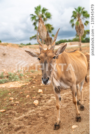 Close-up portrait of a common eland antelope at Cabarceno Natural Park in Spain, detailed head Close-up portrait of a common eland antelope at Cabarceno Natural Park in Spain, detailed head 139545479