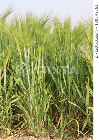 Barley plant on farm for harvest are cash crops Barley plant on farm for harvest are cash crops 139545563
