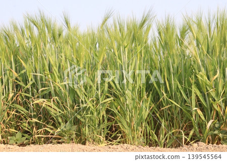 Barley plant on farm for harvest are cash crops Barley plant on farm for harvest are cash crops 139545564