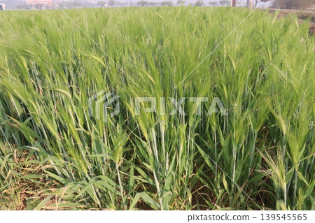 Barley plant on farm for harvest are cash crops Barley plant on farm for harvest are cash crops 139545565