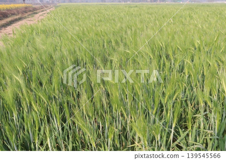 Barley plant on farm for harvest are cash crops 139545566