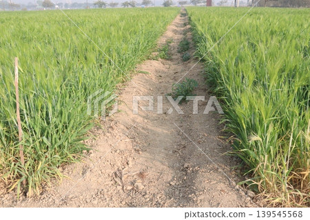 Barley plant on farm for harvest are cash crops Barley plant on farm for harvest are cash crops 139545568