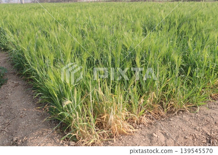 Barley plant on farm for harvest are cash crops Barley plant on farm for harvest are cash crops 139545570