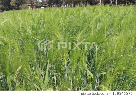 Barley plant on farm for harvest are cash crops Barley plant on farm for harvest are cash crops 139545575
