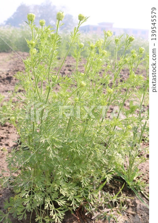 black cumin plant on firm for harvest black cumin plant on firm for harvest 139545579