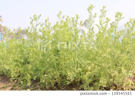 black cumin plant on firm for harvest 139545581